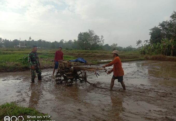 Babinsa Kodim 1311/Mrw Dampingi Petani Olah Sawah di Kabupaten Morowali Utara