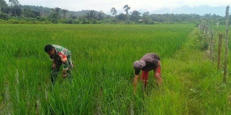  Dukung Hanpangan, Babinsa Koramil 1311- 02/BS Dampingi Petani Desa Lele