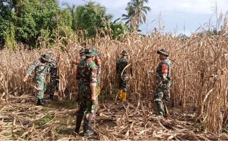  Para Babinsa Kodim 1311/Morowali Laksanakan Pendampingan Panen Jagung di Desa Tirongan dan Posangke