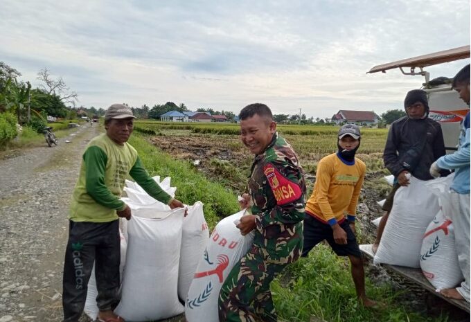  Babinsa Kodim1311/Morowali Dampingi Kelompok Tani Panen Padi di Desa Bumi Harapan