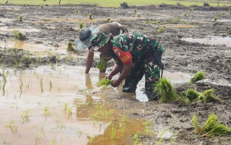  Babinsa Kodim 1311/Morowali Dampingi Penanaman Padi Bersama Kelompok Tani Desa Togo Mulya