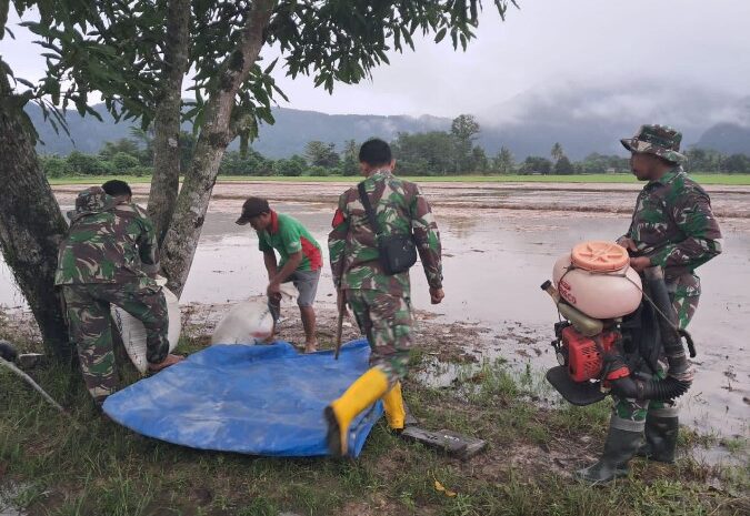  Wujudkan Ketahanan Pangan, Para Babinsa Koramil 1311-04/Lembo Tanam Padi Bersama Masyarakat di Desa Tinompo