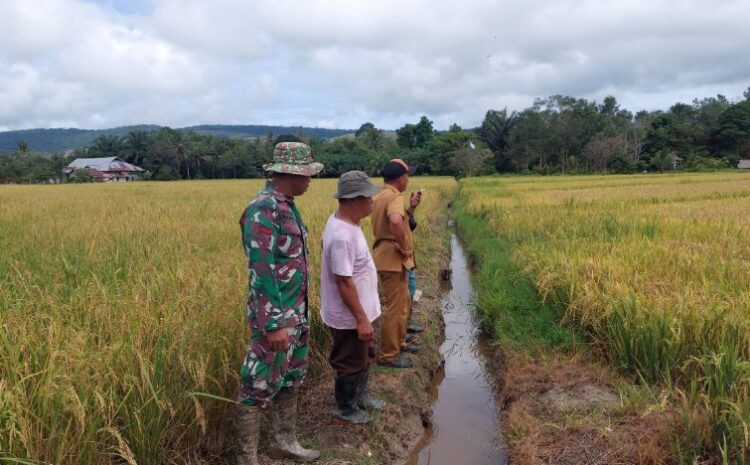  Babinsa Koramil 1311-05/Mori Atas Gelar Pendampingan Ketahanan Pangan di Kecamatan Mori Atas