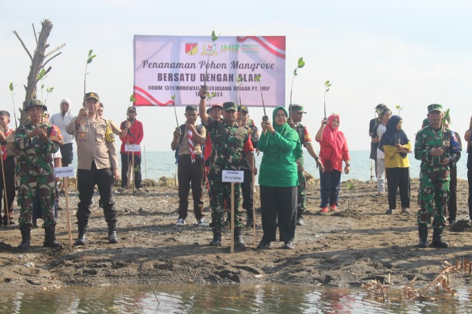  TNI AD Bersatu Dengan Alam, Kolaborasi Kodim 1311/Morowali dan IMIP Tanam Ribuan Manggrove