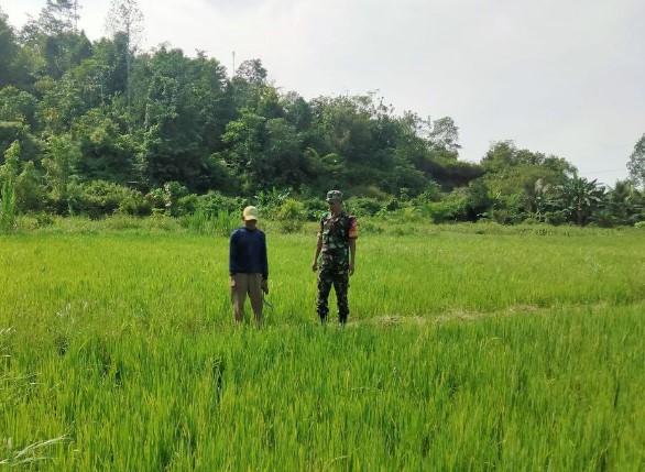  Babinsa Koramil 1311-06/Bungku Utara Laksanakan Pendampingan Pertanian di Desa Opo