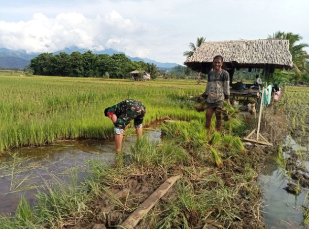  Babinsa Koramil 1311-06/Bungku Utara Dukung Ketahanan Pangan Dengan Pendampingan Petani di Desa Pandauke