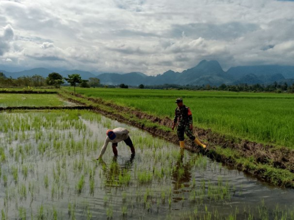  Babinsa Koramil 1311-06/Bungku Utara Laksanakan Pendampingan Ketahanan Pangan di Sawah Warga Desa Tirowangan Bawah