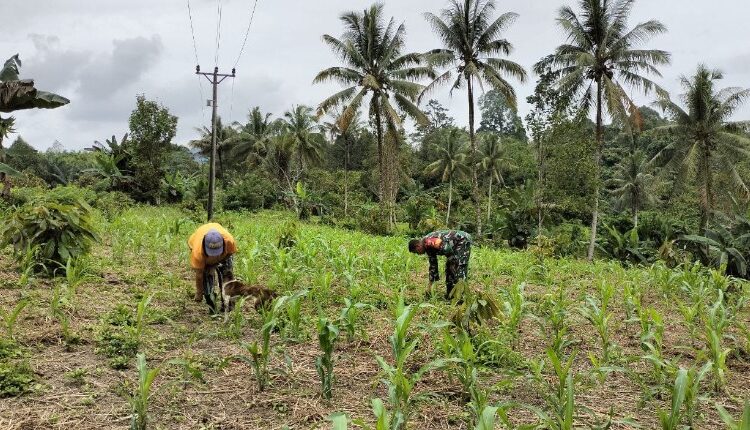  Babinsa Koramil 1311-05/Mori Atas Laksanakan Pendampingan Petani di Desa Londi