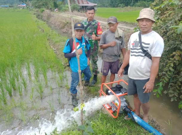  Babinsa Kodim 1311/Morowali Dampingi Petani Desa Kumpi, Dukung Ketahanan Pangan Melalui Penanaman Padi