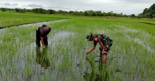  Babinsa Kodim 1311/Mrw Laksanakan Pendampingan Ketahanan Pangan Padi di Morowali Utara