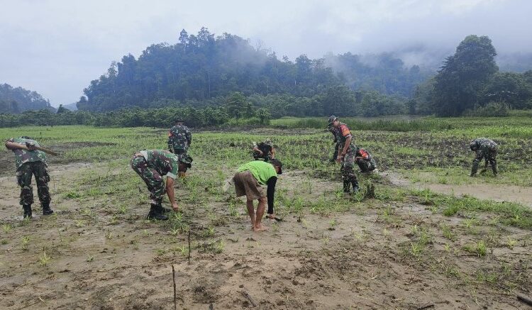  Babinsa Kodim 1311/Morowali Laksanakan Pendampingan Ketahanan Pangan Tanam Jagung di Desa Tiu