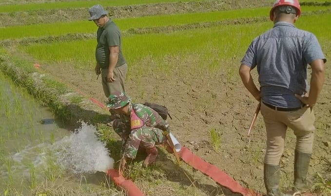  Babinsa Kodim 1311/Mrw Laksanakan Uji Coba Pemanfaatan Pompa di Tiga Titik Persawahan Desa Lembontonara