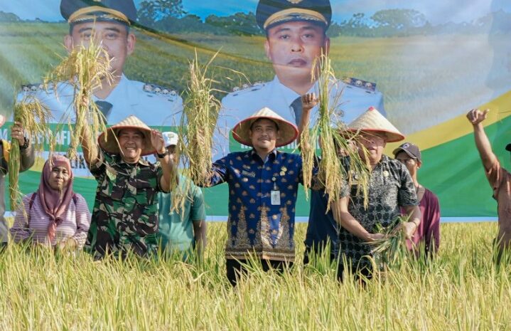  Panen Raya Padi di Persawahan Mabar Hilir, Bobby Nasution Ingin Sektor Pertanian Berkembang