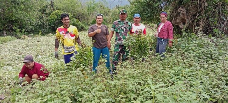  Babinsa Kodim 1311/Morowali Monitoring Panen Nilam di Desa Malino