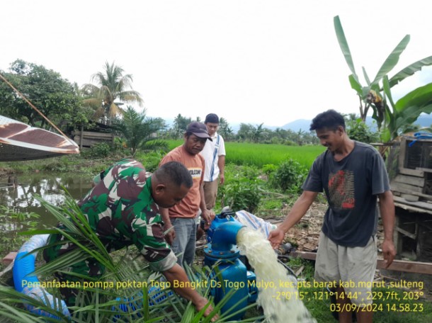  Babinsa Kodim 1311/Mrw Bersama PPL Desa Togo Mulya Laksanakan Program Pompanisasi Penanggulangan Darurat Pangan Nasional