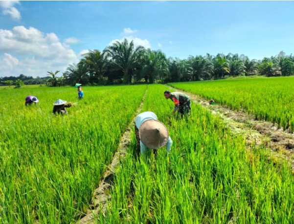  Babinsa Kodim 1311/Morowali Dampingi Petani Pelihara Padi di Desa Togo Mulya