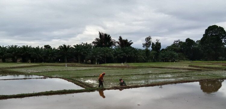  Babinsa Kodim 1311/Morowali Bantu Pendampingan Ketahanan Pangan Para Petani Desa Ensa