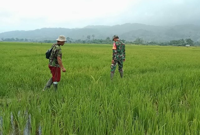  Babinsa Koramil 1311-08/Soyo Jaya Lakukan Pendampingan Perawatan Padi di Desa Pancamakmur