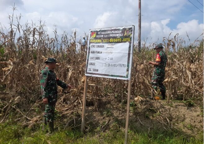  Babinsa Kodim 1311/Morowali Laksanakan Panen Jagung Bersama Masyarakat Desa Bau