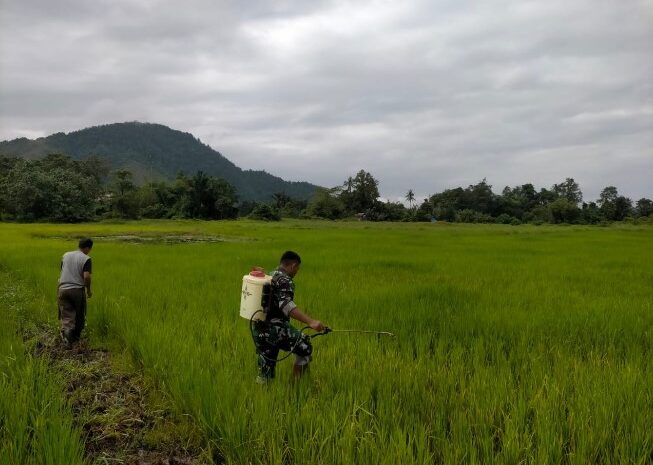  Babinsa Koramil 1311-04/Lembo Lakukan Penyemprotan Pupuk dan Pembersihan Rumput di Lahan Padi Santana Desa Tinompo