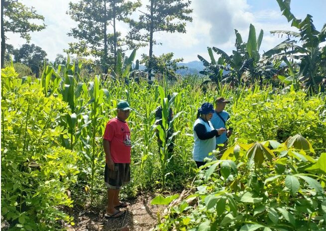  Babinsa Koramil 1311-05/Mori Atas Laksanakan Pendampingan Ketahanan Pangan di Desa Londi