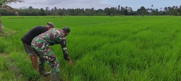  Babinsa Koramil 1311-06/Bungku Utara Dukung Program Ketahanan Pangan di Desa Matube