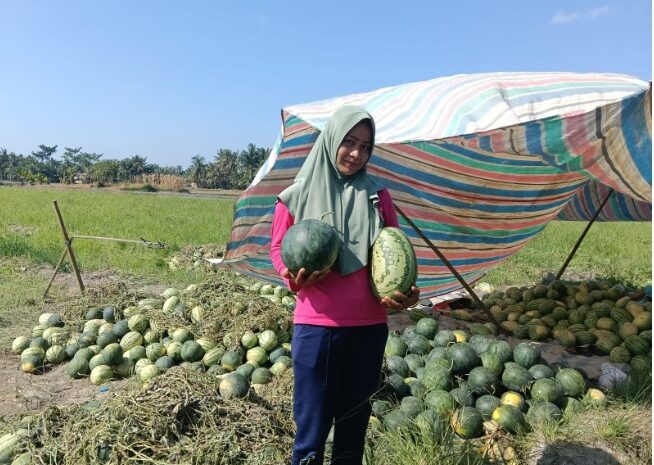  Alhamdulillah, Irigasi Lancar dan Terintegrasi, Hasil Panen Semangka di Teluk Mengkudu Meningkat