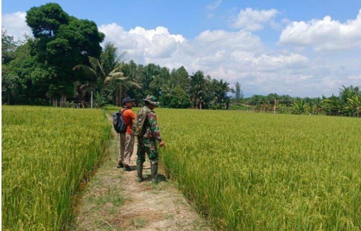  Babinsa Koramil 1311-05/Mori Atas Dampingi Petani Dalam Program Ketahanan Pangan di Kabupaten Morowali Utara