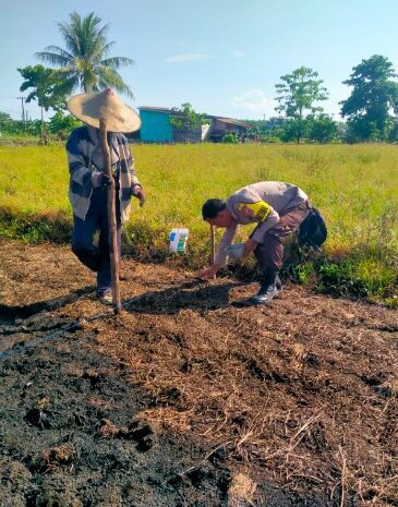  Polsek Bumi Raya Dorong Ketahanan Pangan di Lahan Petani Binaan