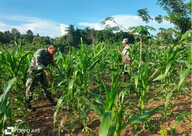  Babinsa Koramil 1311-03/Petasia Dampingi Petani Pelihara Kebun Jagung di Desa Keuno