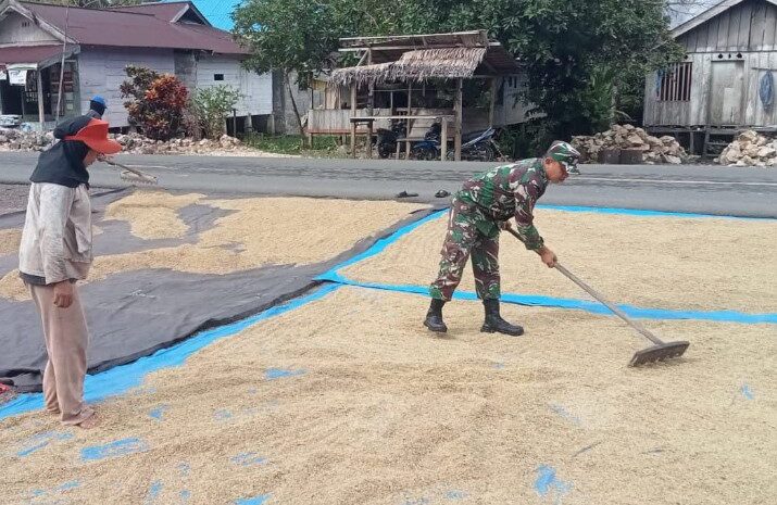 Babinsa Koramil 1311-06/Bungku Utara Dampingi Warga Desa Tirowangan Dalam Penjemuran Padi