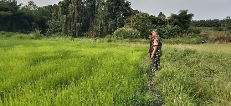  Babinsa Koramil 1311-05/Mori Atas Laksanakan Pendampingan Ketahanan Pangan di Desa Mayumba