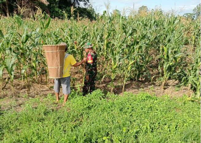  Babinsa Koramil 1311-05/Mori Atas Laksanakan Pendampingan Ketahanan Pangan di Desa Peonea