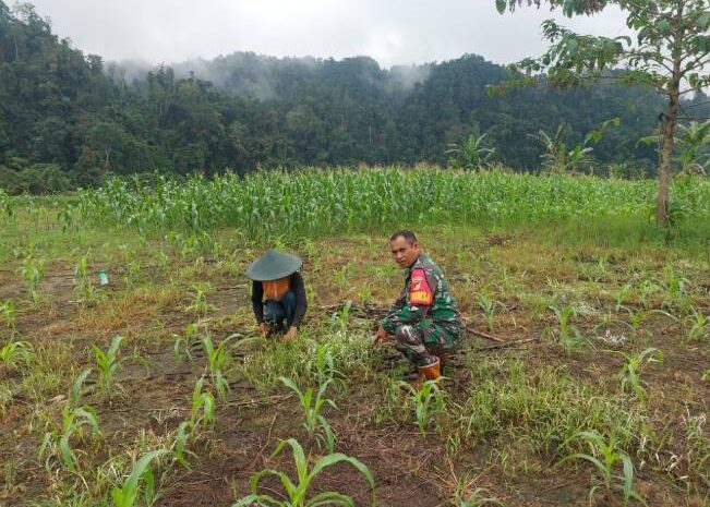  Pendampingan Ketahanan Pangan, Babinsa Koramil 1311-03/Petasia Bantu Petani Jagung di Desa Koromatantu