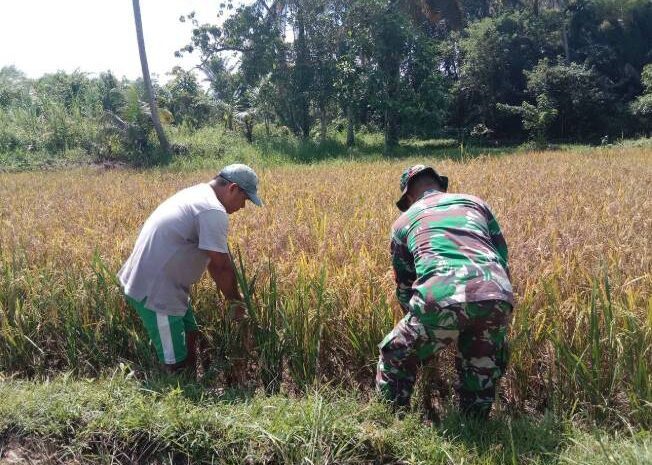  Pendampingan Ketahanan Pangan: Babinsa Koramil 1311-05/Mori Atas Dampingi Perawatan Tanaman Padi
