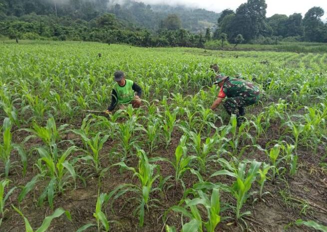  Babinsa Koramil 1311-03/Petasia Gelar Komsos Serta Bantu Pemeliharaan Tanaman Jagung Warga Desa Tiu