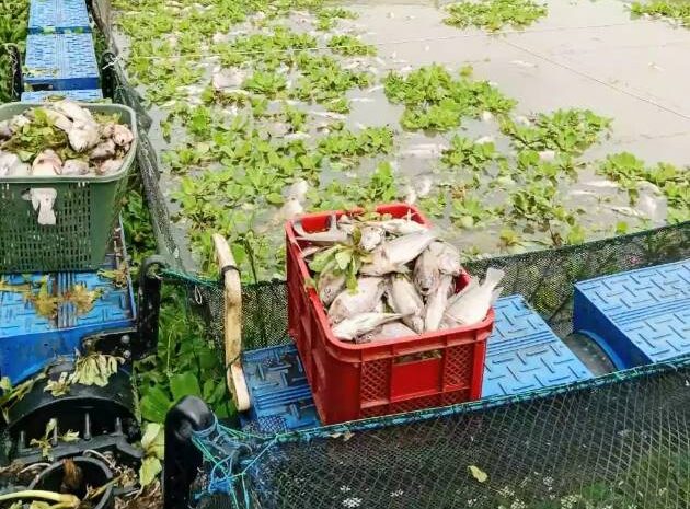  Diduga Tercemar Air Limbah, Ribuan Ikan Nila Mati Mengapung di Keramba Milik Teratai Mangkai Lama