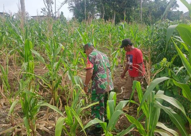  Dukung Ketahanan Pangan, Babinsa Koramil 1311-03/Petasia Laksanakan Pendampingan Kepada Petani Jagung di Desa Togo Mulya