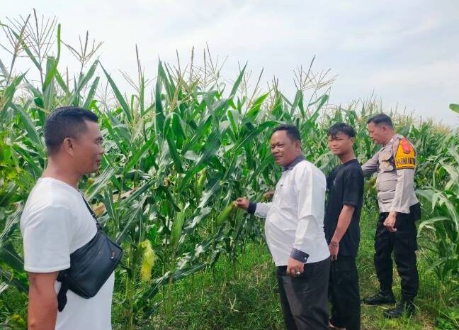  Bhabinkabmas Polsek Indrapura Ajak Masyarakat Manfaatkan Pekarangan Sebagai Lahan Percontohan Tanaman Jagung