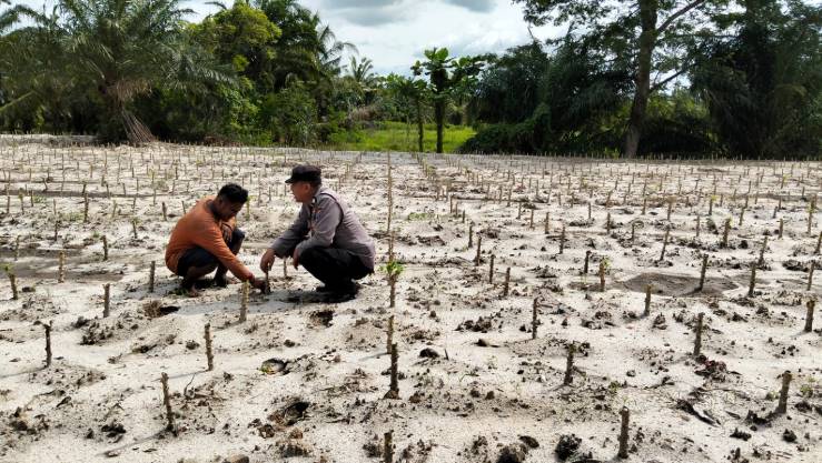  Dukung Program 100 Hari Kerja Presiden RI, Polsek Medang Deras Manfaatkan Lahan Perkebunan Warga Untuk Bercocok Tanam Ubi Kayu