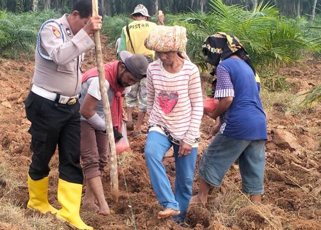  Polsek Indrapura Manfaatkan Lahan Kosong Perkarangan Rumah Tingkatkan Ketahanan Pangan