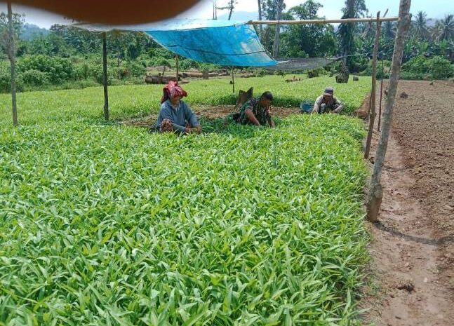  Babinsa Koramil 1311-02/Bungku Selatan Laksanakan Pendampingan Ketahanan Pangan