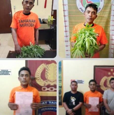  Polres Samosir Ungkap Tindak Pidana Narkotika Jenis Daun Ganja