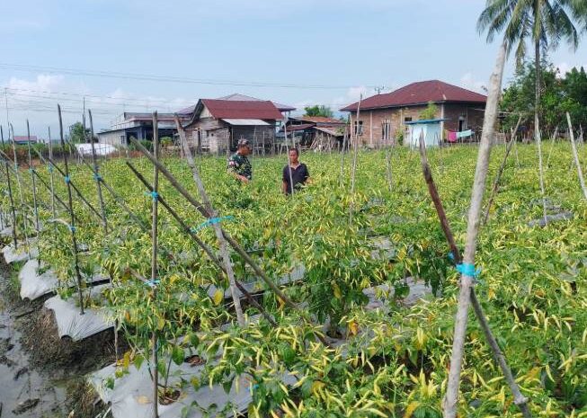  Babinsa Koramil 1311-03/Petasia Dampingi Petani Cabai Desa Molores Dukung Ketahanan Pangan