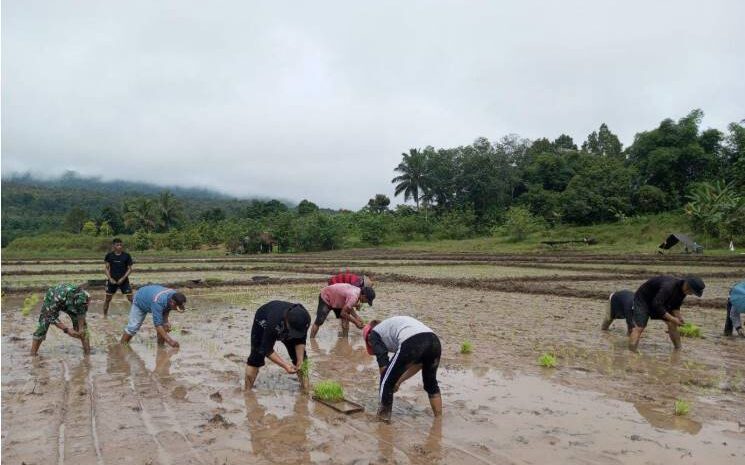  Babinsa Kodim 1311/Morowali Dampingi Petani Tanam Padi di Kecamatan Mori Atas