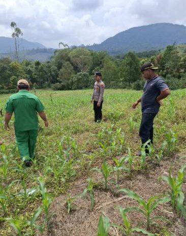  Polres Pakpak Bharat Tinjau Perkembangan Bibit Jagung di Lahan Tumpang Sari Dukung Ketahanan Pangan