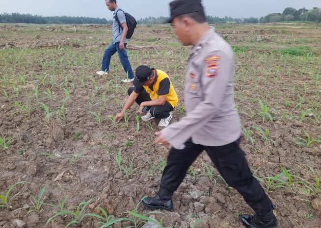  Dengan Aktif Melakukan Pengecekan Penanaman Jagung, Polres Batubara Dukung Program Pemerintah