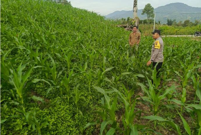  Bhabinkamtibmas Polres Pakpak Bharat Cek Lahan Ketahanan Pangan dan Terima Saran Dari Petani