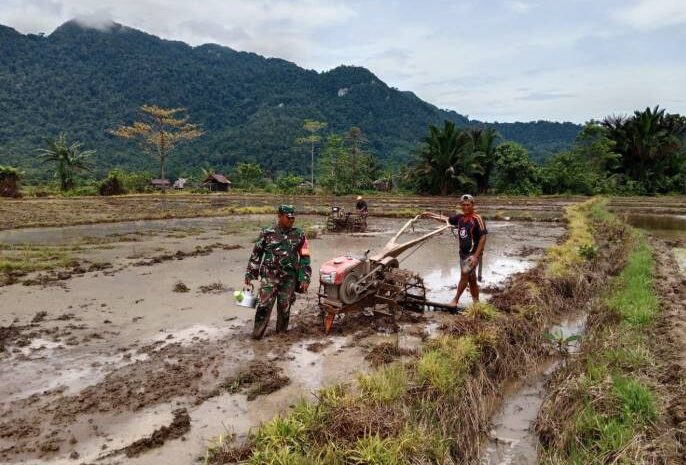  Babinsa Koramil 1311-03/Petasia Dampingi Pengolahan Sawah Hanpangan Padi di Desa Togo Mulya