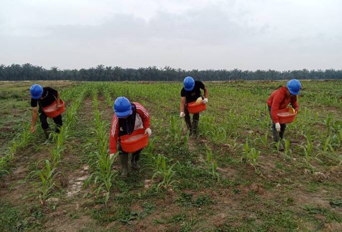  Dukung Ketahanan Pangan, Polsek Lima Puluh Melakukan Penanaman Jagung